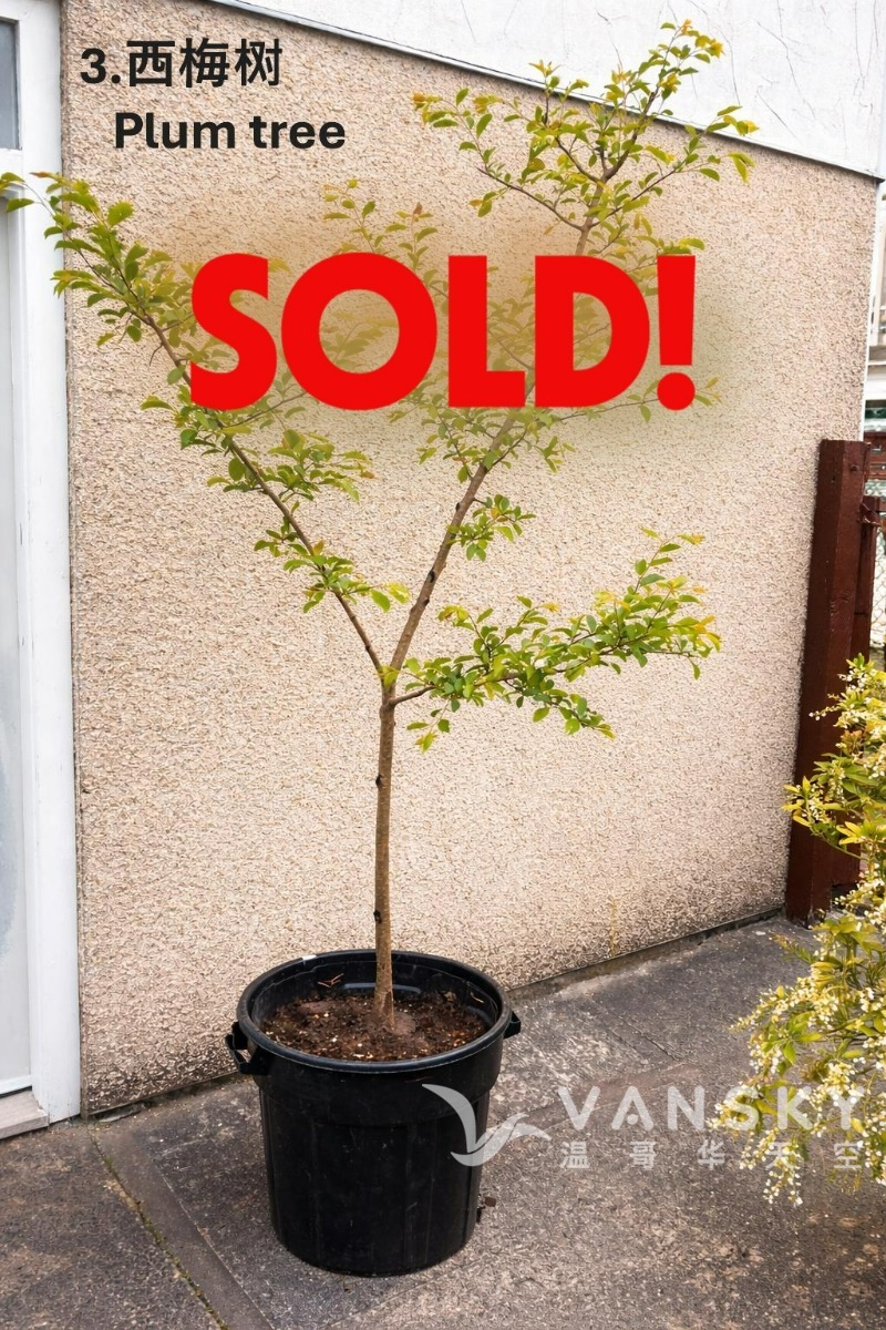 260607201757_IMG_4528 ChineseSOLD.JPG